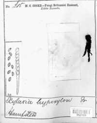 Xylaria hypoxylon image